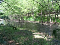 黒浜貝塚ハンノキ群落