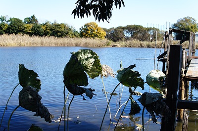 osanpo_photo_02