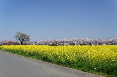 osanpo_photo_05