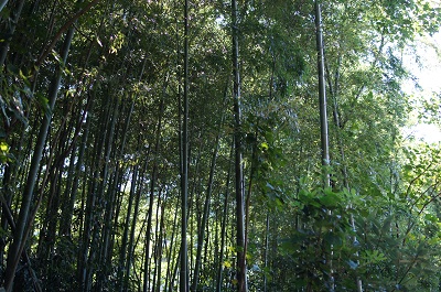 osanpo_photo_07