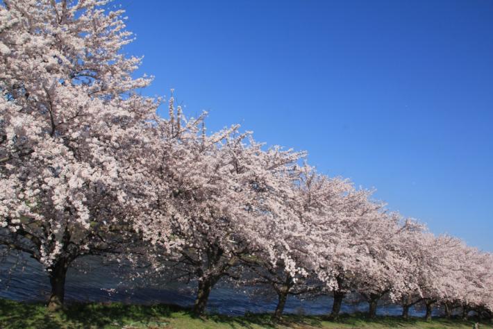 元荒川の桜