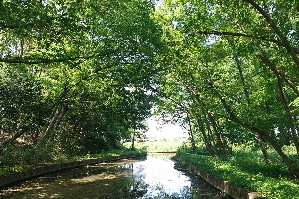 ハンノキ群落と小川